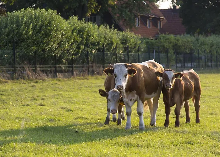 Bartmann מלון 4*